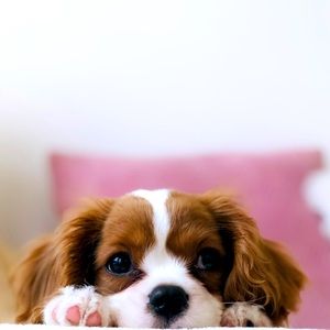 Meet your Posher, Rissie.